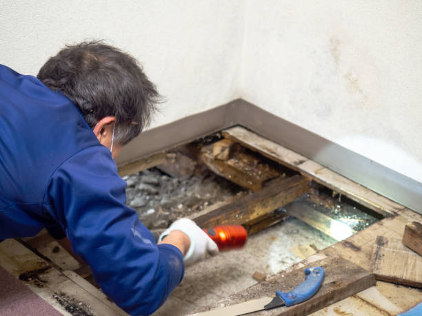 Best Toxic Mold Removal  in Laurium, MI