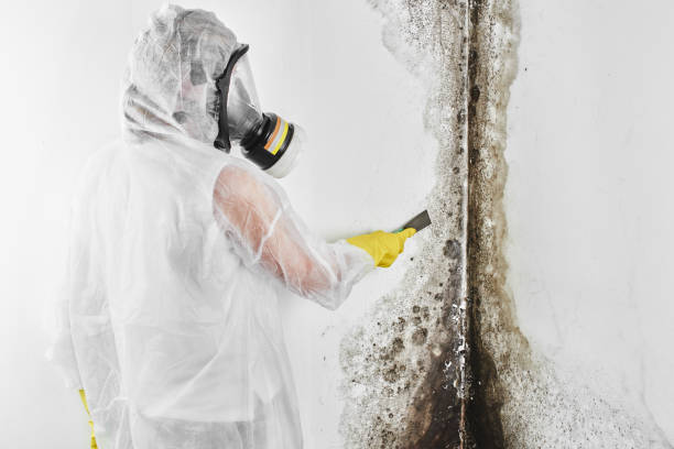 Best Commercial Mold Removal  in Laurium, MI