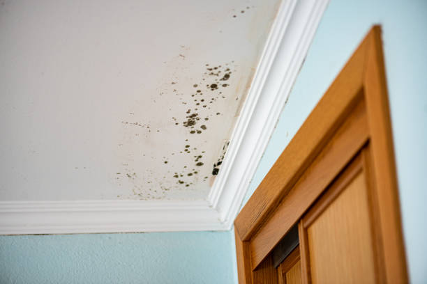 Best Home Mold Removal  in Laurium, MI