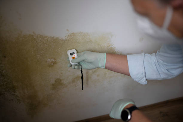 Best Toxic Mold Removal  in Laurium, MI