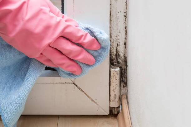 Best Office Mold Removal Services  in Laurium, MI