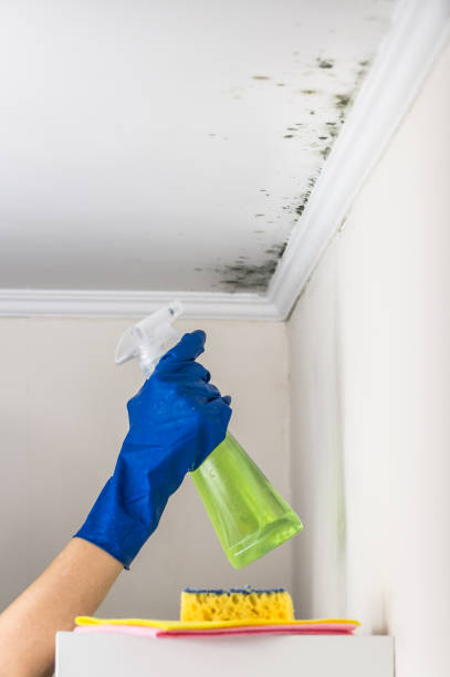 Best Local Mold Removal Service  in Laurium, MI